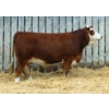 Image 1 : LaBatte Simmentals
