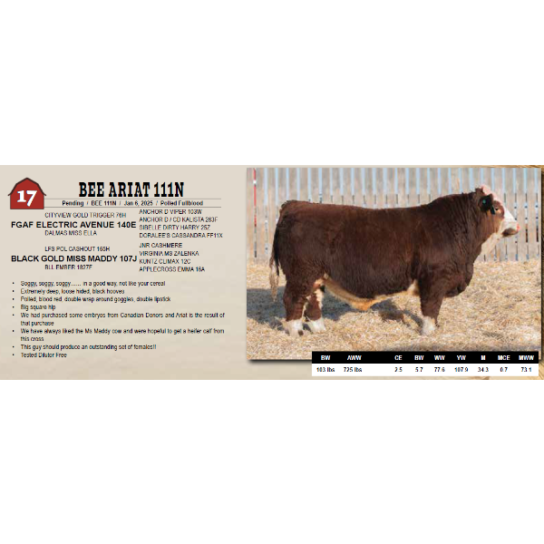 BEE ARIAT 111N