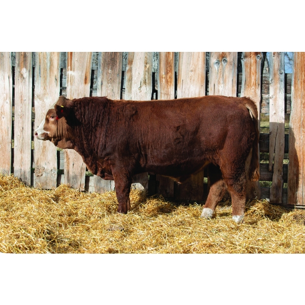 Terry Vernon and Sons