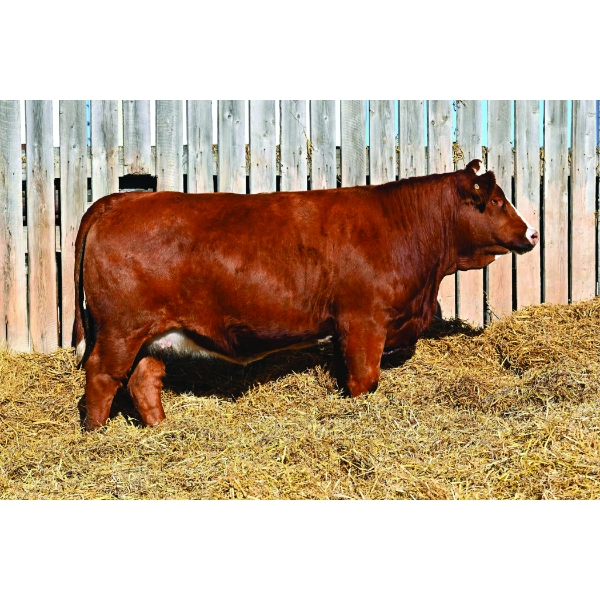 JEM Simmentals