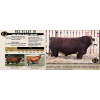 Image 1 : NEWTON CREEK SIMMENTALS