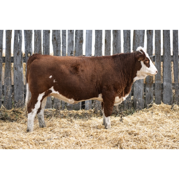 LAKEVIEW Malina 28M PFF