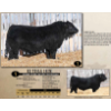 Image 1 : KZ Simmentals