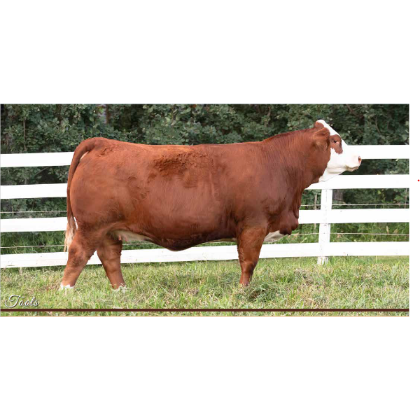 Beechinor Land & Livestock 