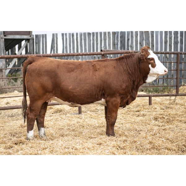 LAKEVIEW Megan 55M PFF