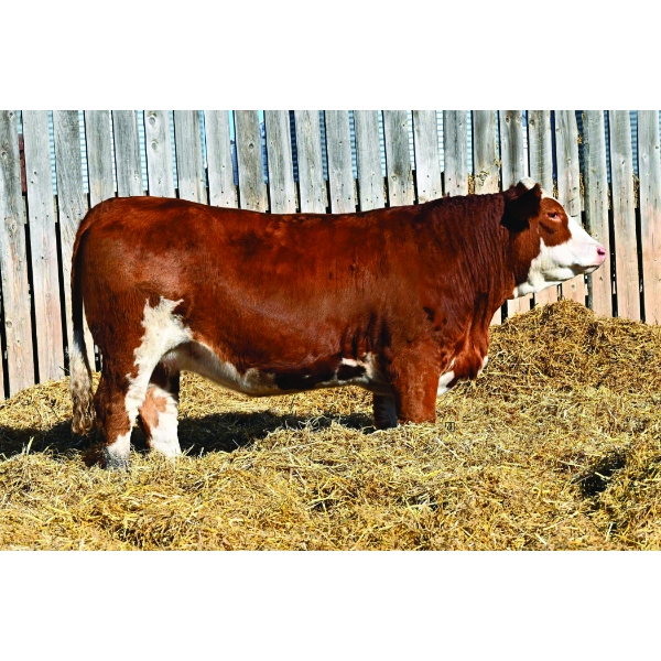 JEM Simmentals