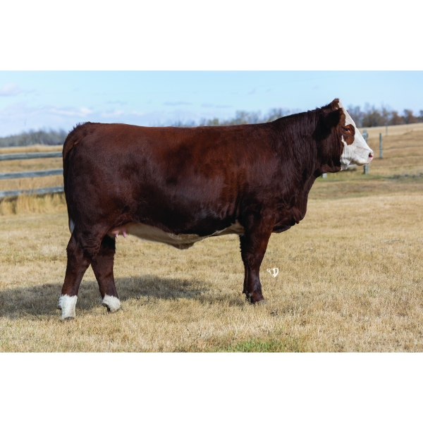 Red Iron Simmentals
