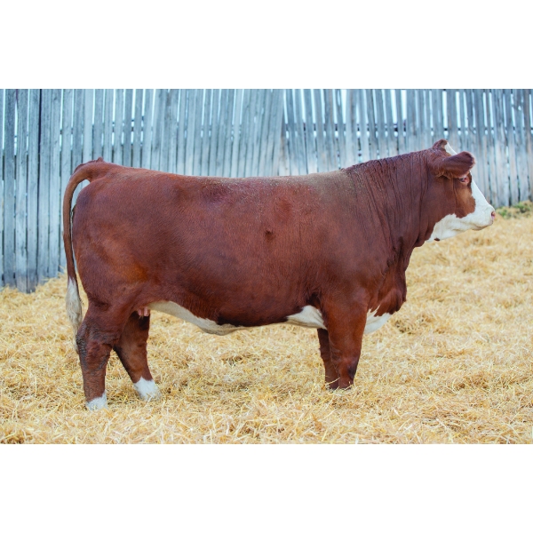 Okotoks Fleckvieh Group