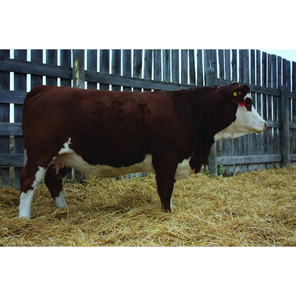 Keet Simmentals