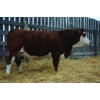 Image 1 : Keet Simmentals