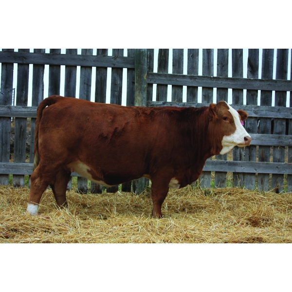 Keet Simmentals
