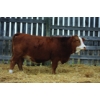 Image 1 : Keet Simmentals