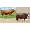 Image 1 : Madge Simmentals
