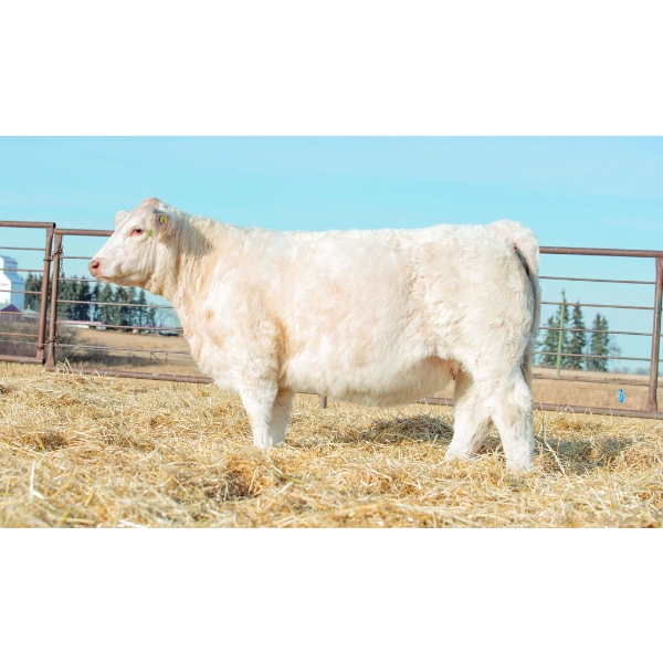 Beechinor Bros. Charolais