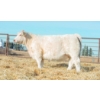 Image 1 : Beechinor Bros. Charolais