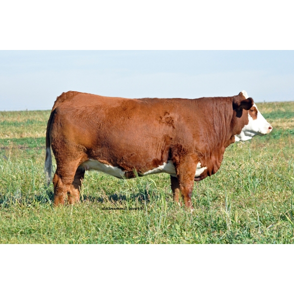 Skywest Simmentals