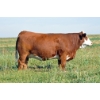 Image 1 : Skywest Simmentals