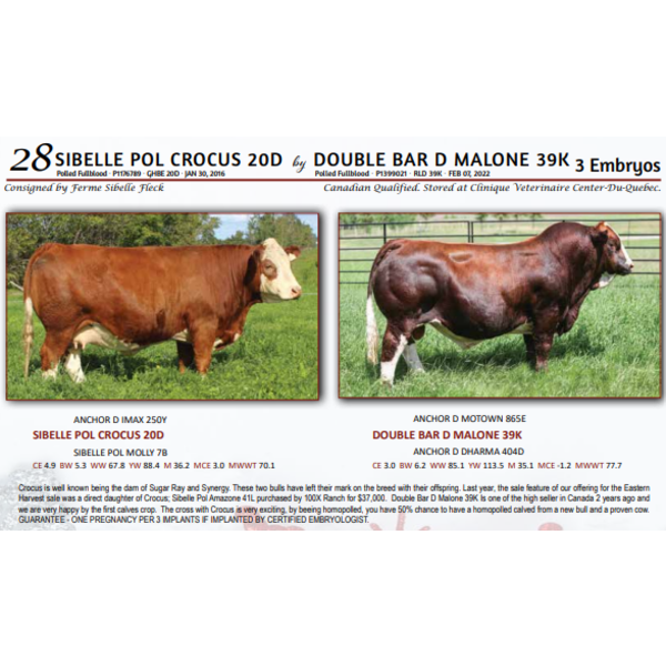 SIBELLE POL CROCUS 20D by DOUBLE BAR D MALONE 39K - 3 Embryos
