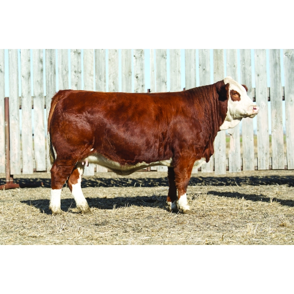 Pheasantdale Cattle Company