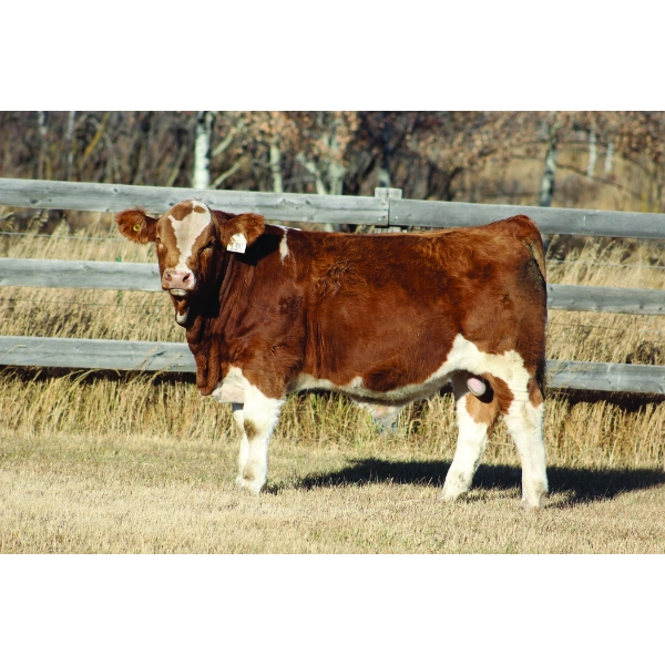 Crocus Coulee Cattle Co.