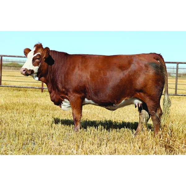 Madge Simmentals