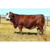 Image 1 : Madge Simmentals