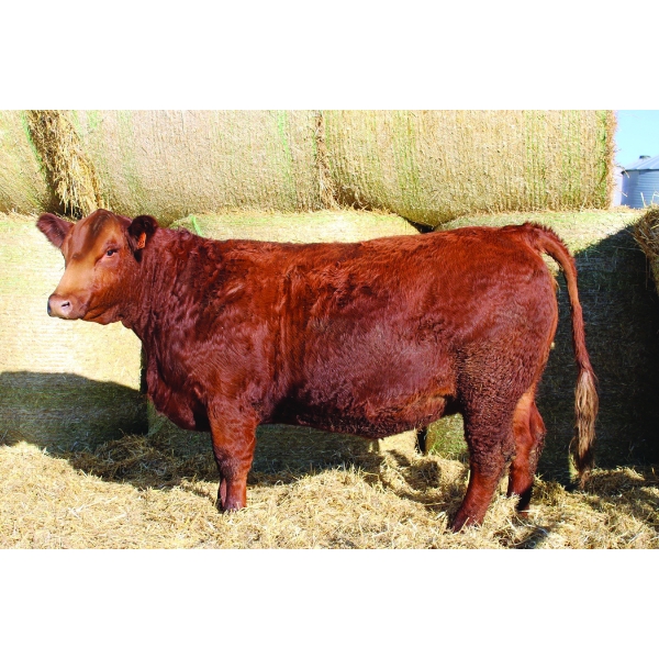 Skyline Simmentals