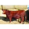 Image 1 : Skyline Simmentals