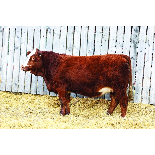 Keato Meadow Simmentals 