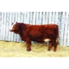 Image 1 : Keato Meadow Simmentals 