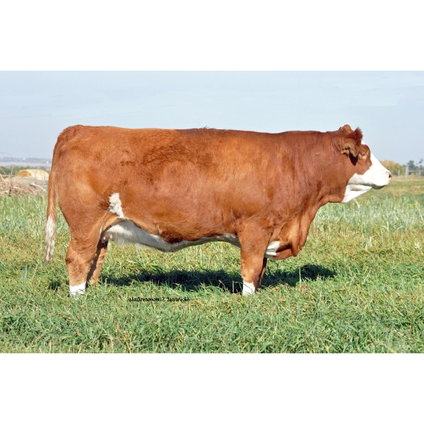 Skywest Simmentals
