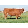 Image 1 : Skywest Simmentals