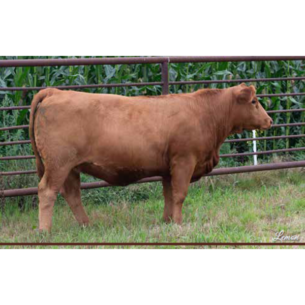 Century Simmentals