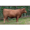 Image 1 : Century Simmentals