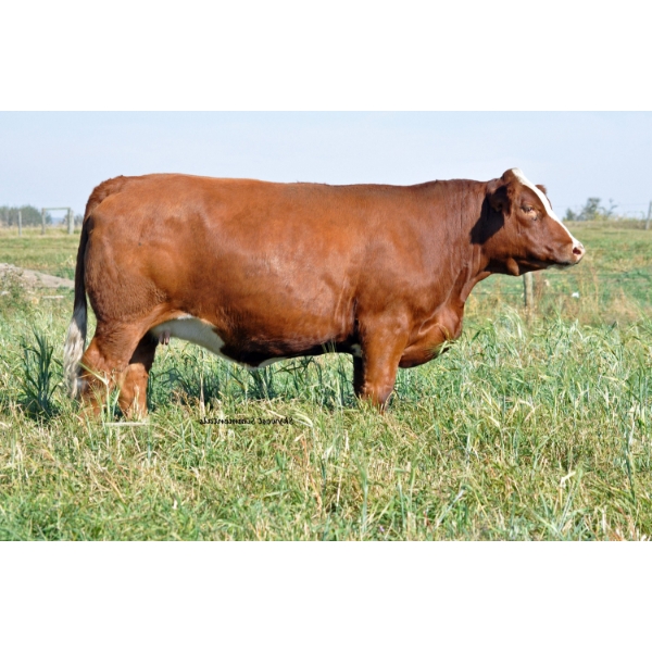 Skywest Simmentals