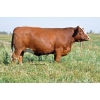 Image 1 : Skywest Simmentals