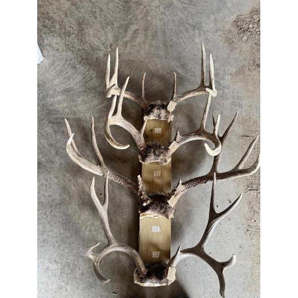 Collection of 4 Large Deer Antler Racks – Mounted Trophy Display

Collection of four deer antler rac