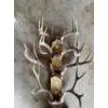 Image 1 : Collection of 4 Large Deer Antler Racks – Mounted Trophy Display

Collection of four deer antler rac