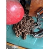 Image 2 : Miscellaneous items for plumbing and ducting, along with all contents shown. Included are a power sa