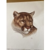 Image 2 : The drawing is a color pencil work by an artist named "Caltiel". The Eurasian lynx is widespread ac