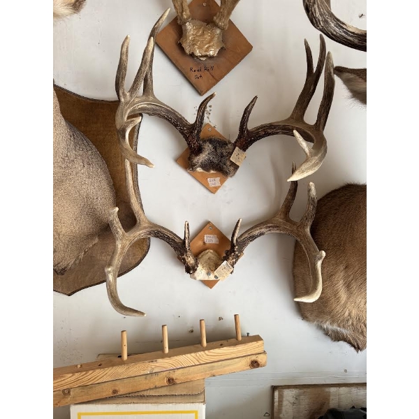Pair of Mounted Deer Antler Racks – Trophy Hunting Display

Offered as a pair, this lot features two