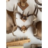 Image 1 : Pair of Mounted Deer Antler Racks – Trophy Hunting Display

Offered as a pair, this lot features two