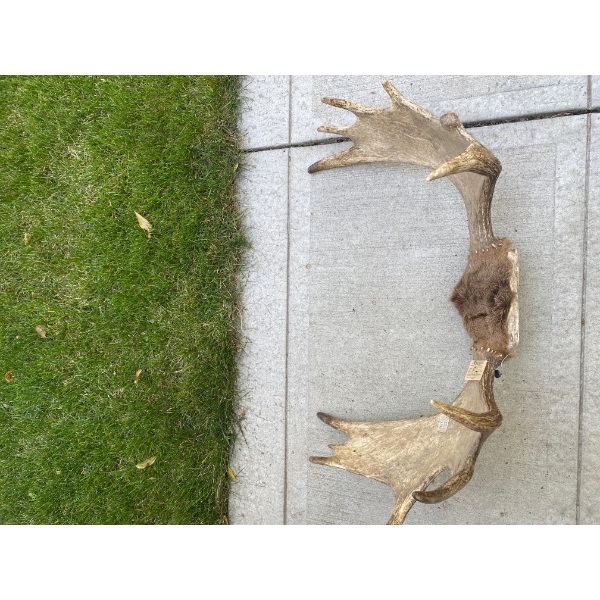 Large Moose Antler Rack – Impressive Trophy Display Impressive set of large moose antlers featuring