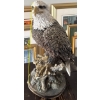 Image 3 :  American Bald Eagle statue perched on a tree stump