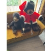Image 6 : Plush bear wearing a Santa Claus jacket and hat, alongside a plush monkey. Both items are made of sy