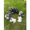 Image 1 : Three animal garden statues: one black bear holding a 'Welcome' sign and two black and white dog fig