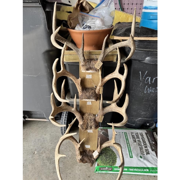 Collection of 4 Large Mounted Deer Antler Racks – Trophy Display

Collection of four mature deer ant