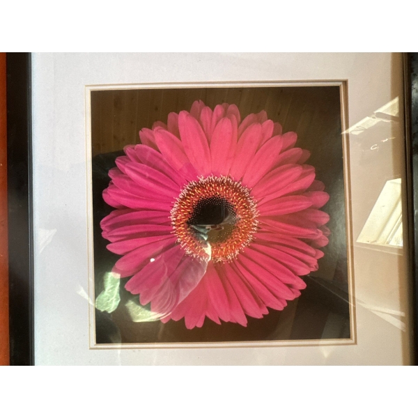  framed photograph of a bright pink Gerbera daisy. 