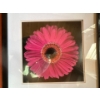 Image 1 :  framed photograph of a bright pink Gerbera daisy. 