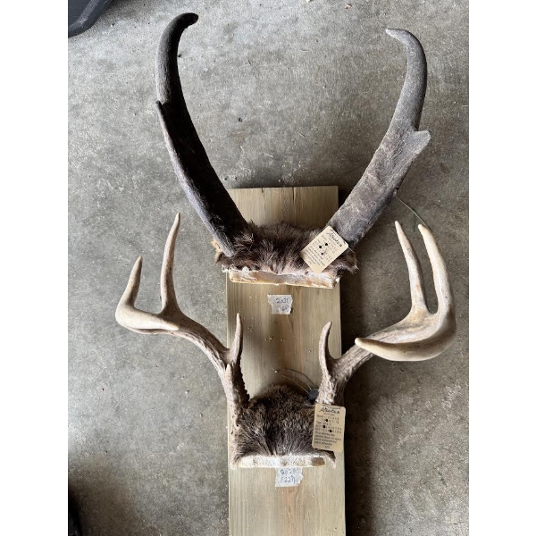 Mounted Deer & Large PRONG Horn Trophy Display – 2 Sets

Collection of two horn/antler trophy mounts